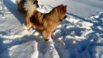 I djup snö går hundarna gärna på rad.