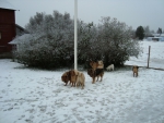 Picture004