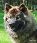leiionspitz_wajda_hu