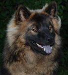 wajda-hu