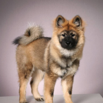 128930904_10158245983079011_79826785345708087_o