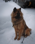 Vaina_talvi1104