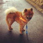 551271_10152750246340492_1327142512_n