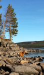 ludvig