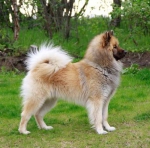 akiro
