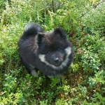 14264188_10154394709804435_5398471466504820493_n